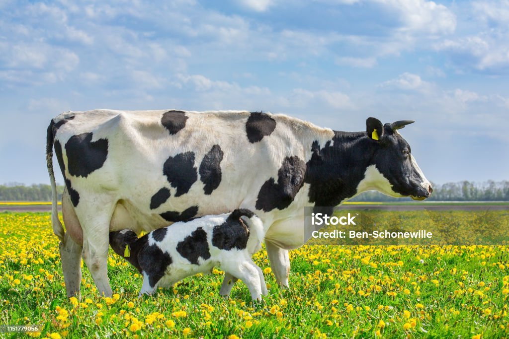 Cow and drinking calf in dutch meadow with dandelions Mother cow and newborn drinking calf in european pasture with blooming dandelions. I took this landscape photo during spring season in the Netherlands. In Agriculture many young farm animals are born in springtime. I like the colorful image with the blue sky, green grass and the blooming yellow dandelions. Domestic Cattle Stock Photo