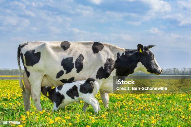 Cow And Drinking Calf In Dutch Meadow With Dandelions Stock Photo - Download Image Now