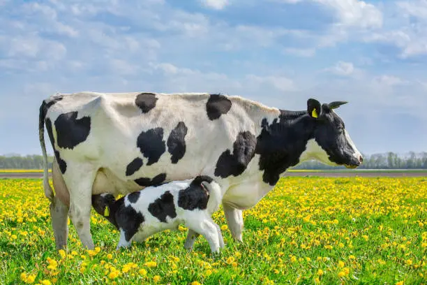 Photo of Cow and drinking calf in dutch meadow with dandelions