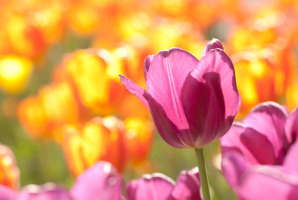 istock lilac and orange beautiful tulips in a sunny park 1151779155