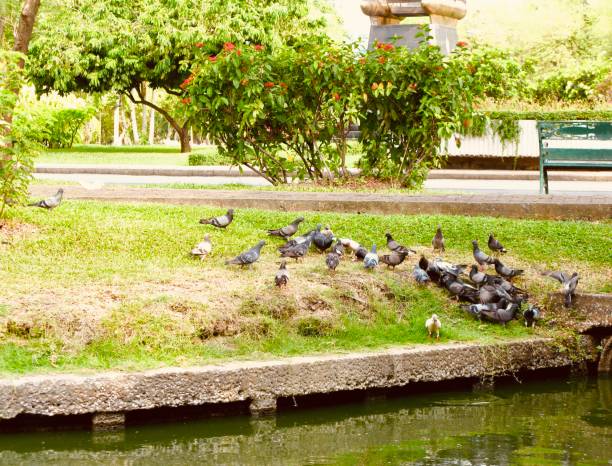 Animal and Wildlife, Flock of Gray Rock Doves or Pigeons Walking Near The Lake in An Urban Park.