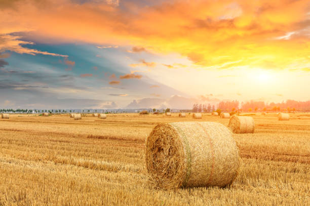 istock Round straw bales on farmland 1151780478