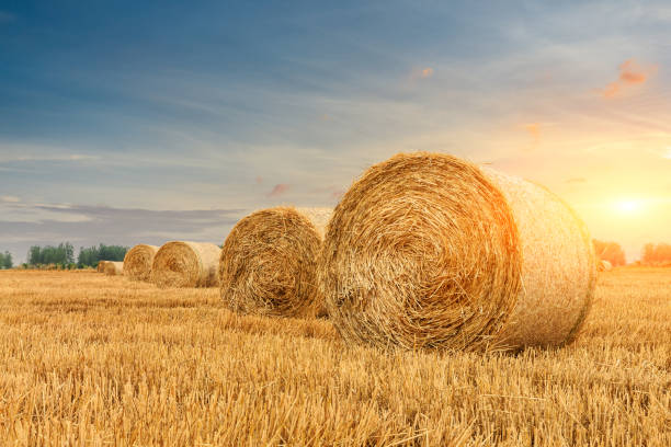 istock Round straw bales on farmland 1151780520