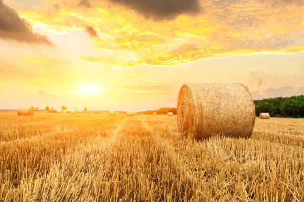 istock Round straw bales on farmland 1151780521