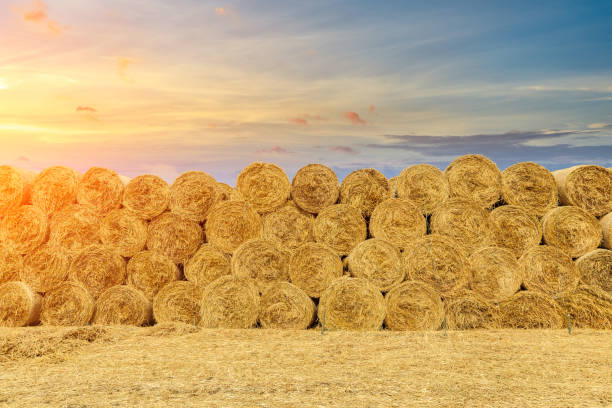 istock Round straw bales haystack on farmland 1151780572