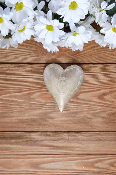 istock A beautiful white oxeye daisy with a heart shape as a background for love letters. 1151780617