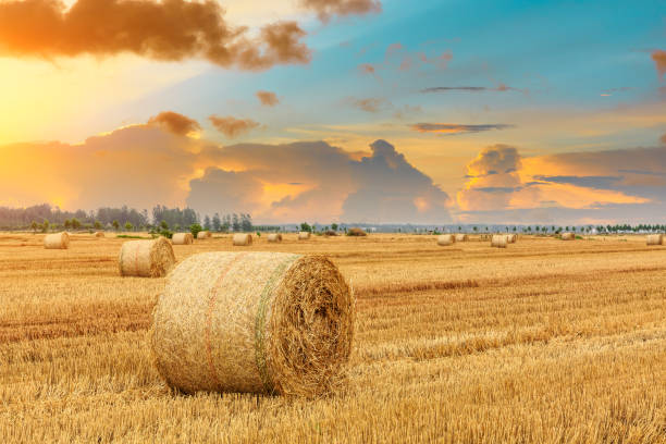 istock Round straw bales on farmland 1151780651