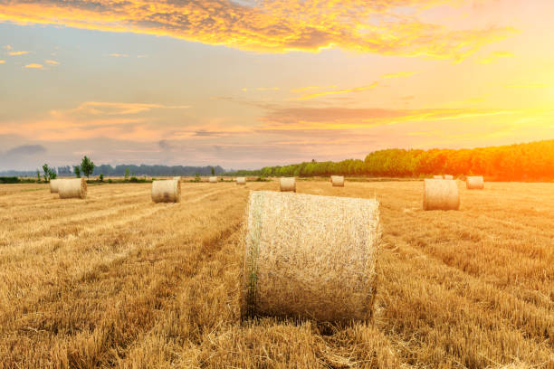 istock Round straw bales on farmland 1151780683