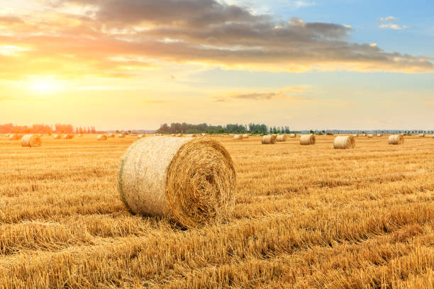 istock Round straw bales on farmland 1151780717