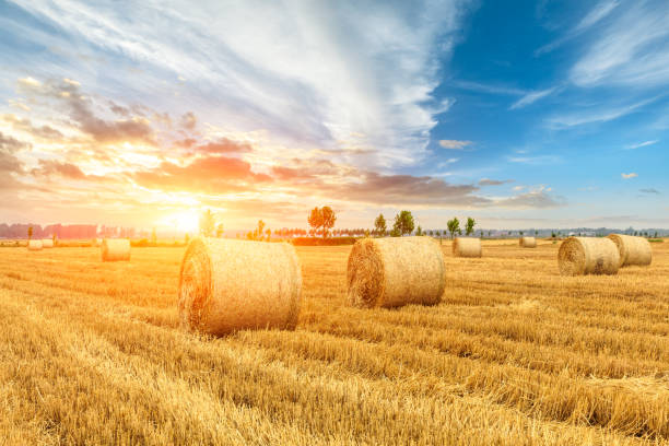istock Round straw bales on farmland 1151780725