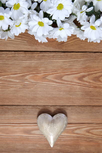 istock A beautiful white oxeye daisy with a heart shape as a background for love letters. 1151780772