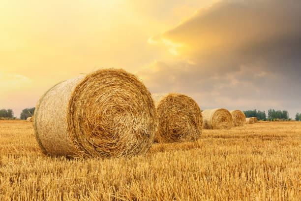 istock Round straw bales on farmland 1151780826
