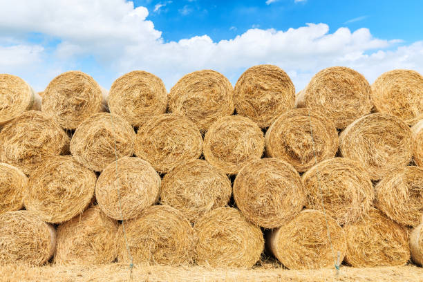 istock Straw bales on farmland with blue cloudy sky 1151781496