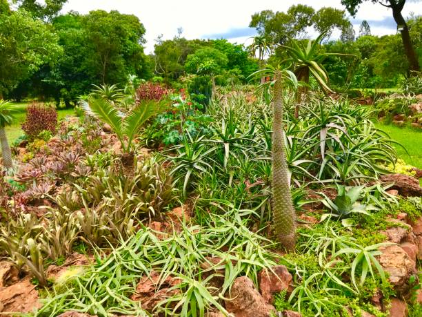 istock Wild cactus aloe plants bush 1151781498