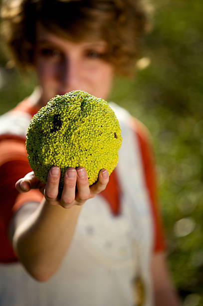 autumn female portraits beautiful young woman out in park with Osage orange hedge apple fruit on ground maclura pomifera stock pictures, royalty-free photos & images