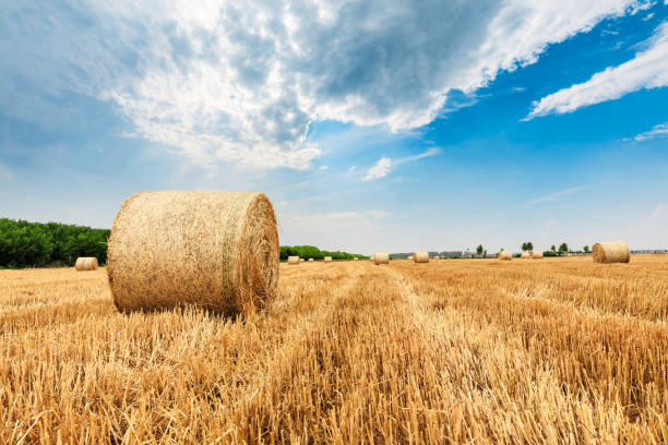 istock Straw bales on farmland with blue cloudy sky 1151781579
