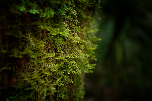 Blurry and soft focus on ferns and moss on a tree in the forest.