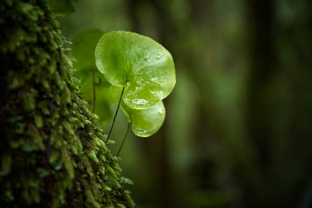 Close-up in the rain forest Close-up of ferns and mosses on a tree trunk in rainy forest with copy space as a beautiful background fern photos stock pictures, royalty-free photos & images