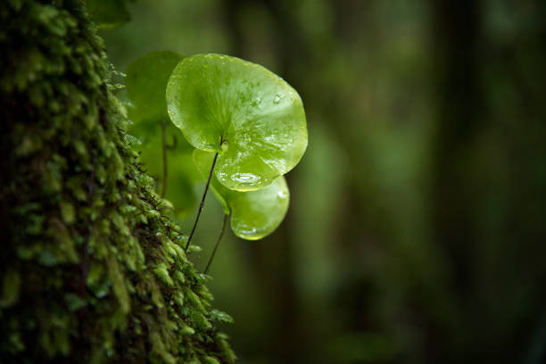 close-up in the rain forest - biodiversity imagens e fotografias de stock