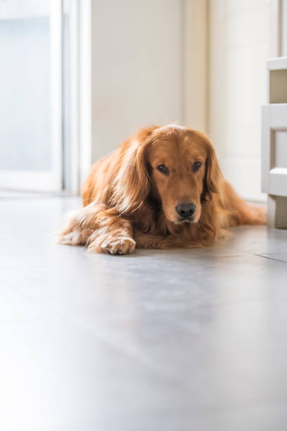 istock Golden retriever kneeling on the ground 1151782045