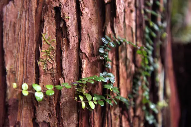 Red bark of a kauri tree with a green climbing plant in cutout.
