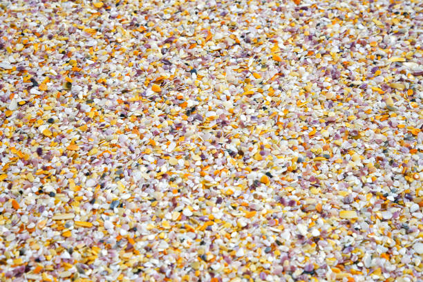 Beautiful seashells on a sandy beach. Shells on the sand background. Top view, flat lay.