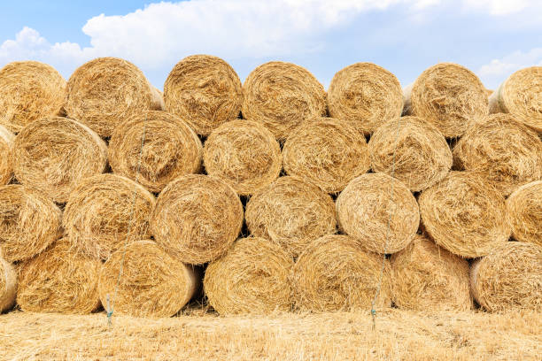 istock Straw bales on farmland with blue cloudy sky 1151782200