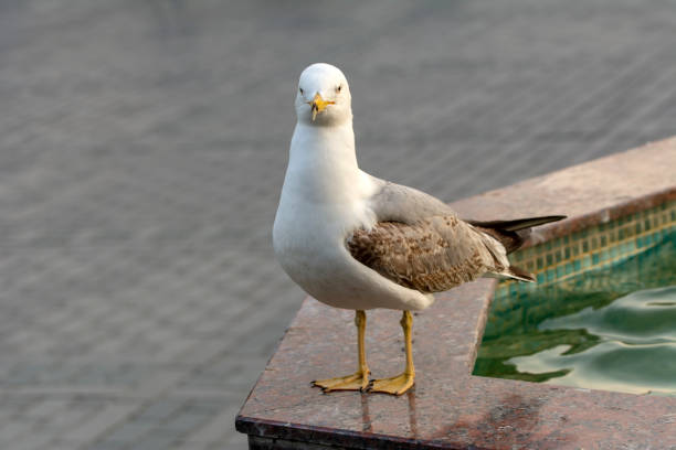 istock Single seagull  close-up stock image 1151782766