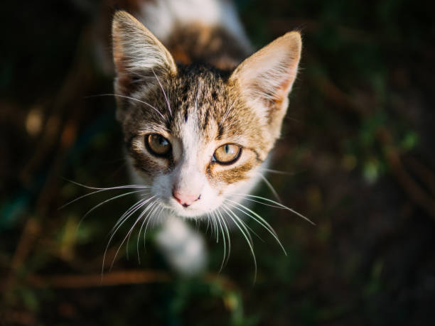 istock tri-color kind the stray kitten 1151782828