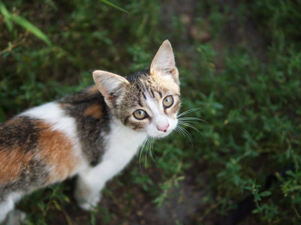 istock tri-color kind the stray kitten 1151782830
