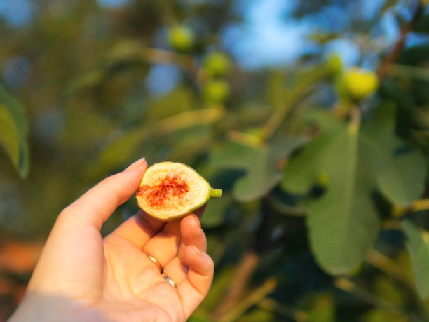 istock sliced figs on a background of fruit tree 1151782879