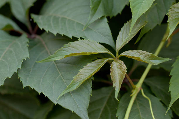 beautiful hop leaves hops with beautiful leaves growing magnificently in the summer garden or park quickset stock pictures, royalty-free photos & images