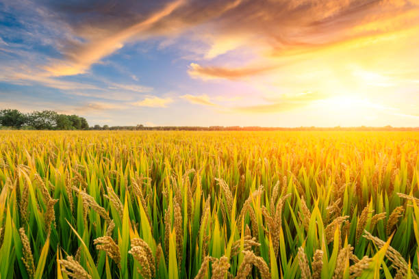 campo de arroz maduro y fondo de cielo al atardecer - rice rice paddy farm agriculture fotografías e imágenes de stock