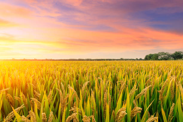 istock Ripe rice field and sky background at sunset 1151784248