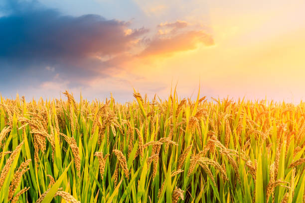 istock Ripe rice field and sky background at sunset 1151784249