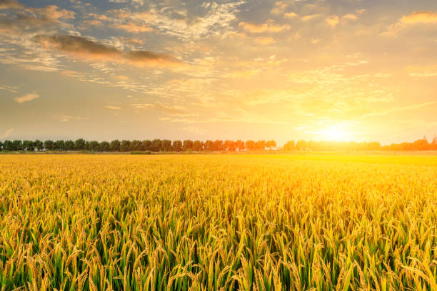 istock Ripe rice field and sky background at sunset 1151784251