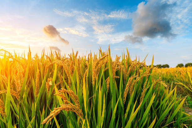 istock Ripe rice field and sky background at sunset 1151784270
