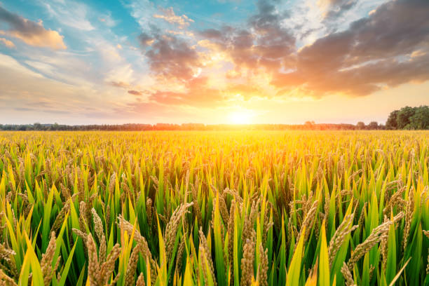 istock Ripe rice field and sky background at sunset 1151784271