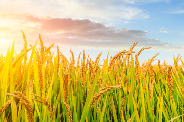 istock Ripe rice field and sky background at sunset 1151784298