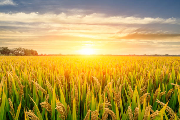 istock Ripe rice field and sky background at sunset 1151784329