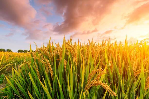 istock Ripe rice field and sky background at sunset 1151784334