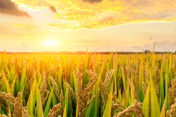 istock Ripe rice field and sky background at sunset 1151784363
