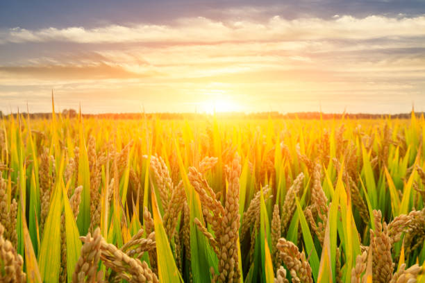 istock Ripe rice field and sky background at sunset 1151784375