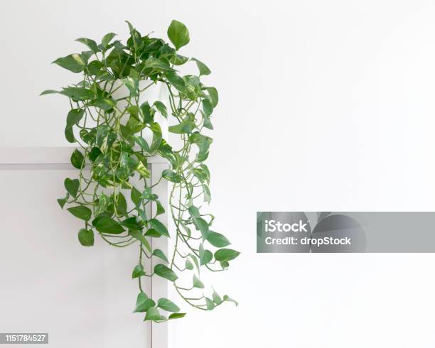 Bright Living Room With Houseplant On A Cupboard In A White Pot Stock Photo - Download Image Now