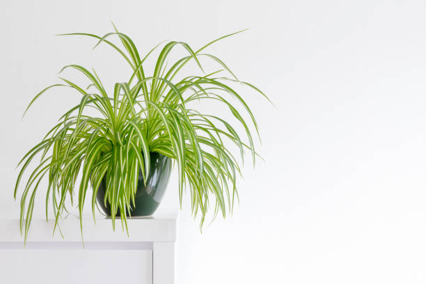 beautiful spider plant, Chlorophytum, isolated in a minimalist living room houseplant, Chlorophytum comosum in front of a light wall in a green pot spider plant photos stock pictures, royalty-free photos & images