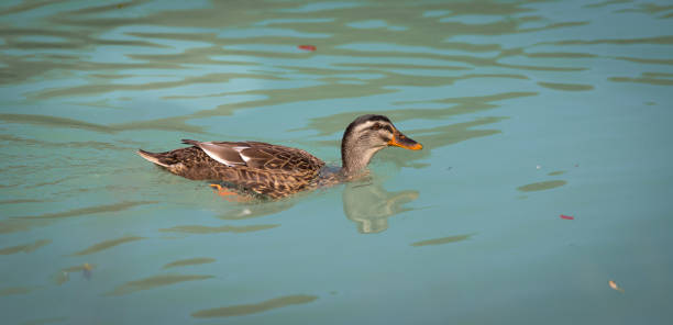 istock Female ducks are swimming in a river, reflecting water 1151786263