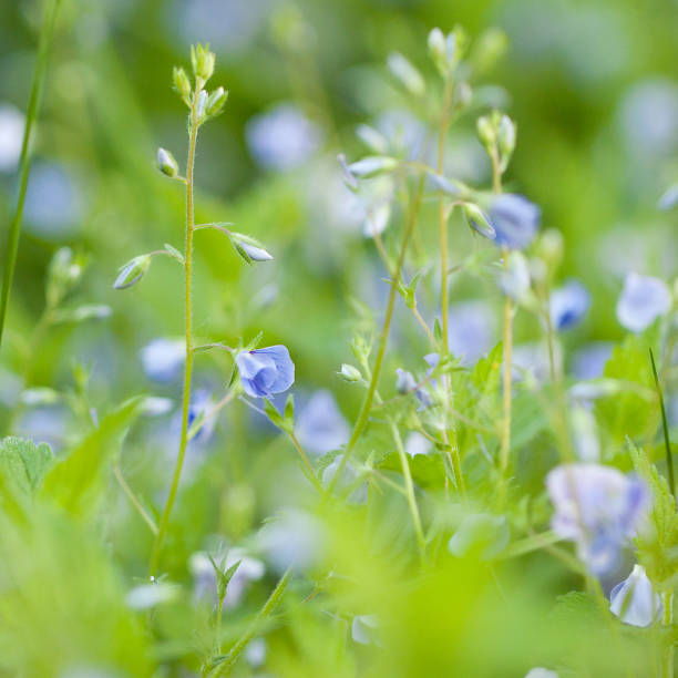 istock blooming veronica with blue flowers in the thick summer grass 1151786335