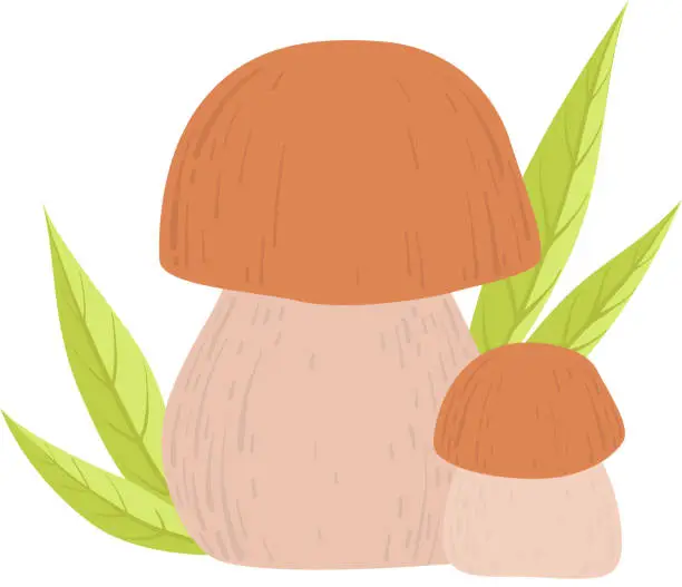 Vector illustration of Forest Edible Cep Mushroom, Wild Organic Product Vector Illustration