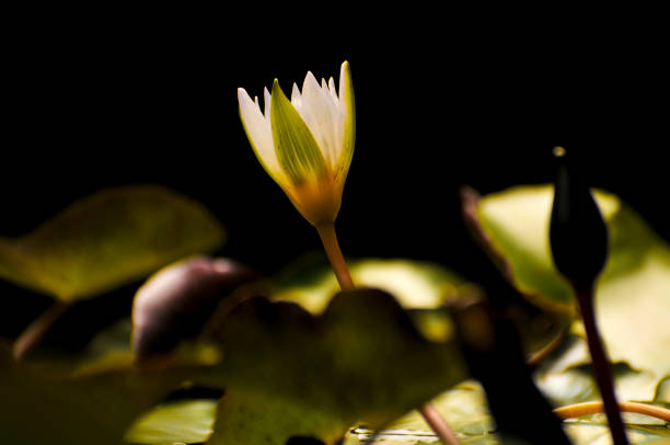 istock Blossom waterlily flowers 1151786641
