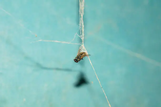 close up of a house fly caught in a spider web with blurred blue background.